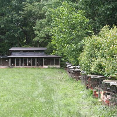 Cock Farm (fighting roosters) at Bee Meadow— between Pond Rd. & Clay St— photo 2009